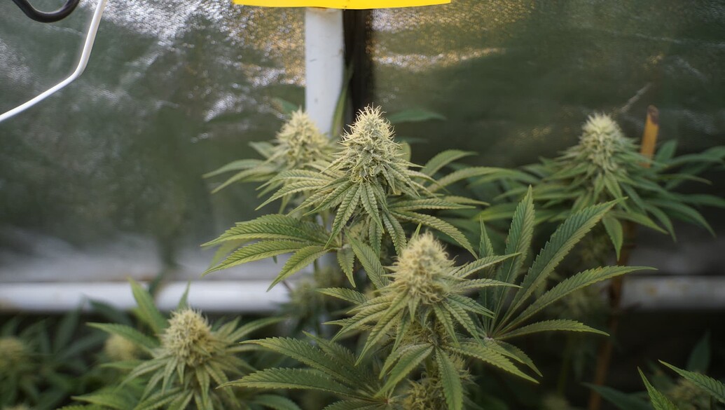 Nahaufnahme von Cannabis-Blüten in einem Growzelt mit reflektierenden Wänden.