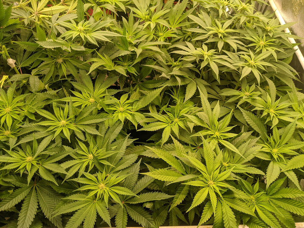 Growreport Bild 6