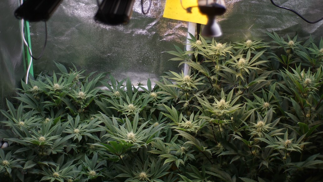 Growreport Bild 9