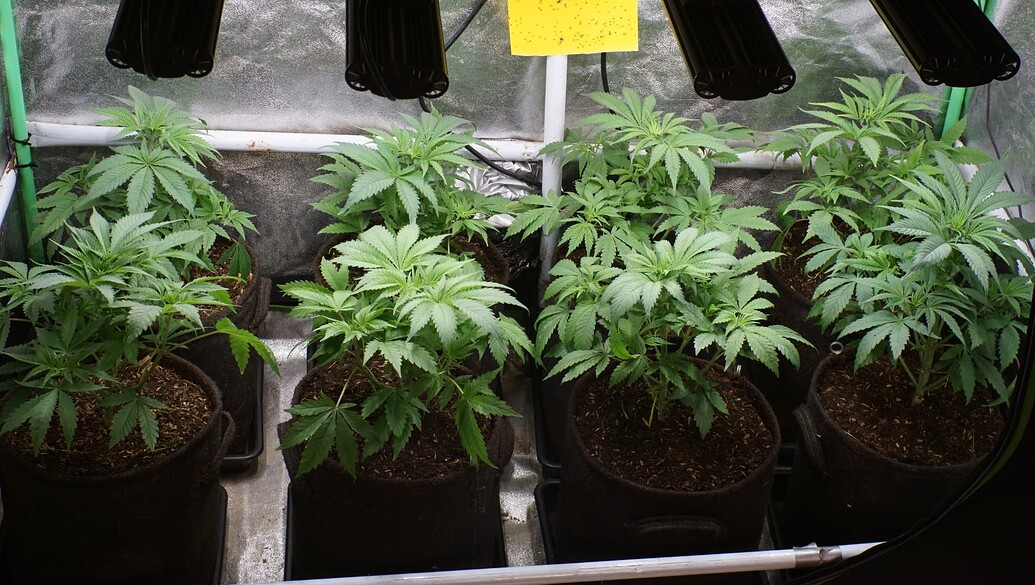 Growreport Bild 14