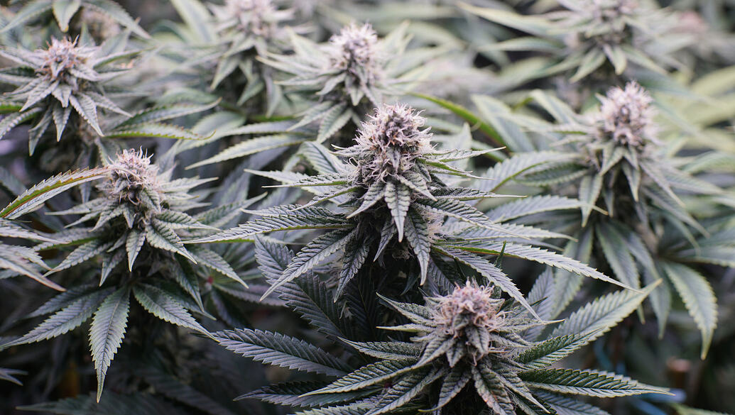 Growreport Bild 7