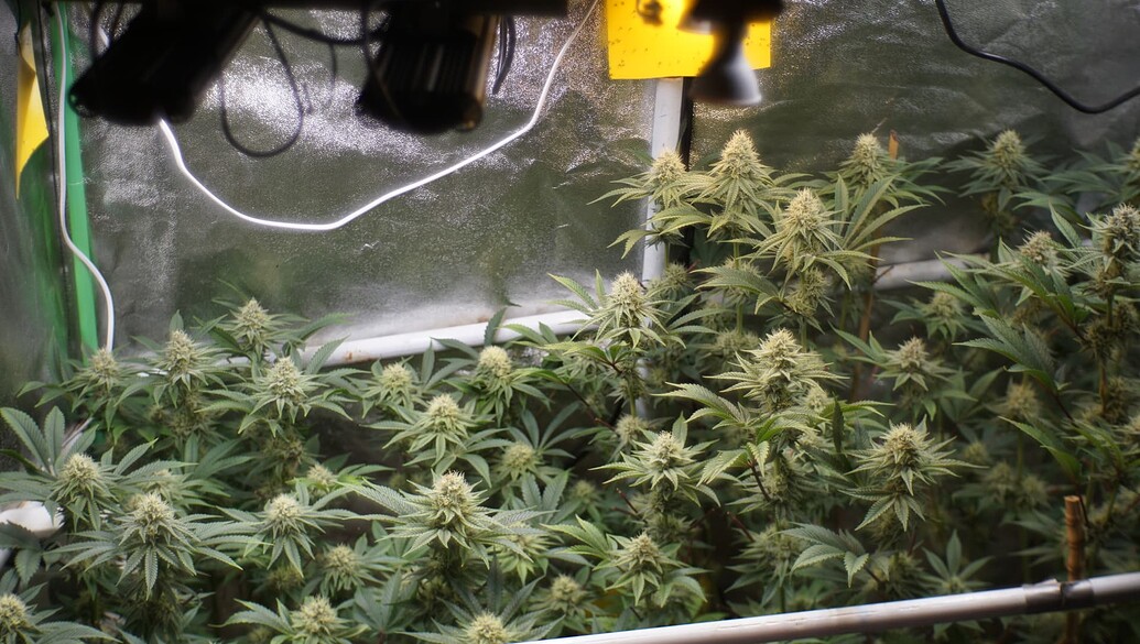 Mehrere blühende Cannabis-Pflanzen in einem Growzelt mit reflektierenden Wänden und gelben Klebefallen.