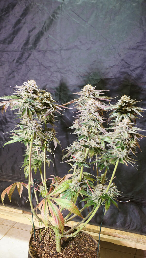 Growreport Bild 14