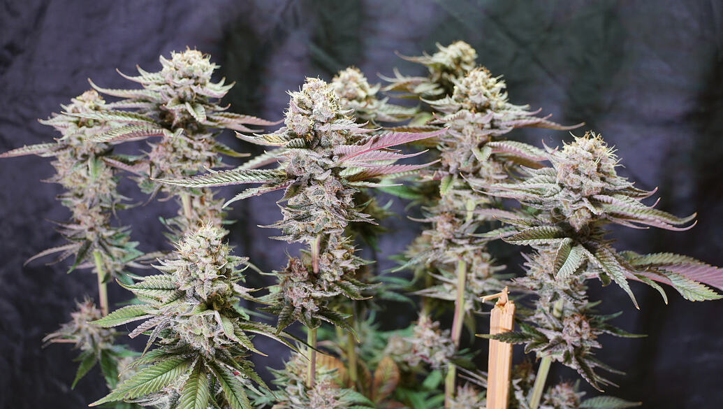 Growreport Bild 8