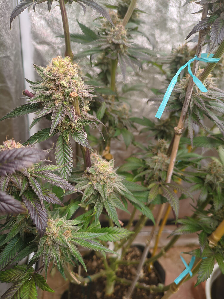 Growreport Bild 20