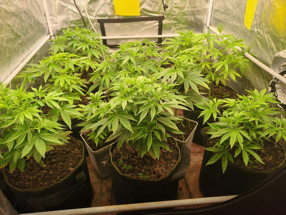 Growreport Bild 1