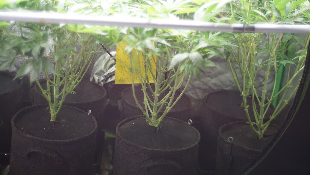 Drei Cannabis-Pflanzen in Stofftöpfen in einem Growzelt, mit einer gelben Klebefalle im Hintergrund.