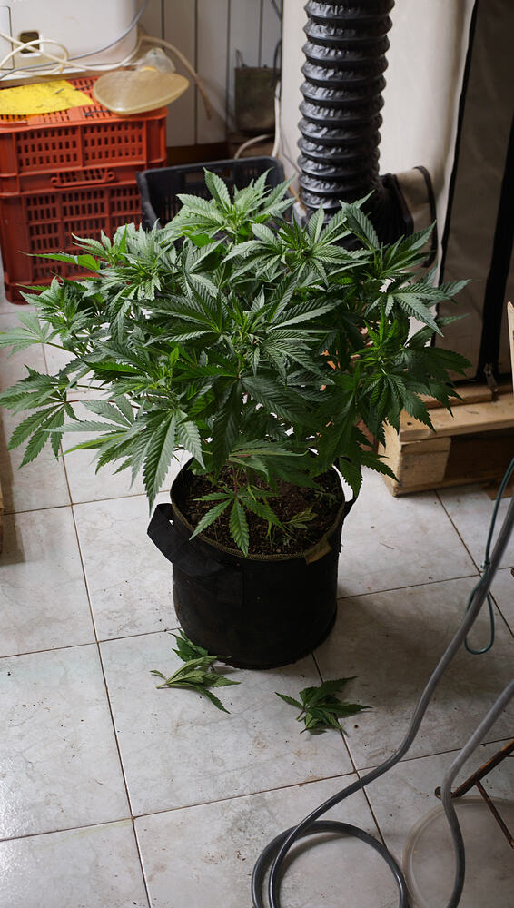 Growreport Bild 4