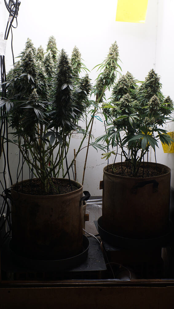 Growreport Bild 14