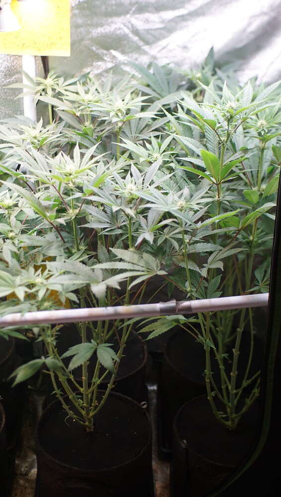 Mehrere Cannabis-Pflanzen in einem Growzelt in der frühen Blütephase.