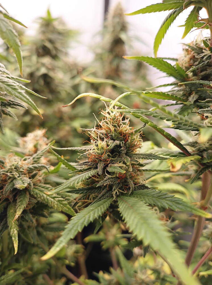 Growreport Bild 20