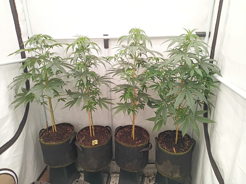 Growreport Bild 1