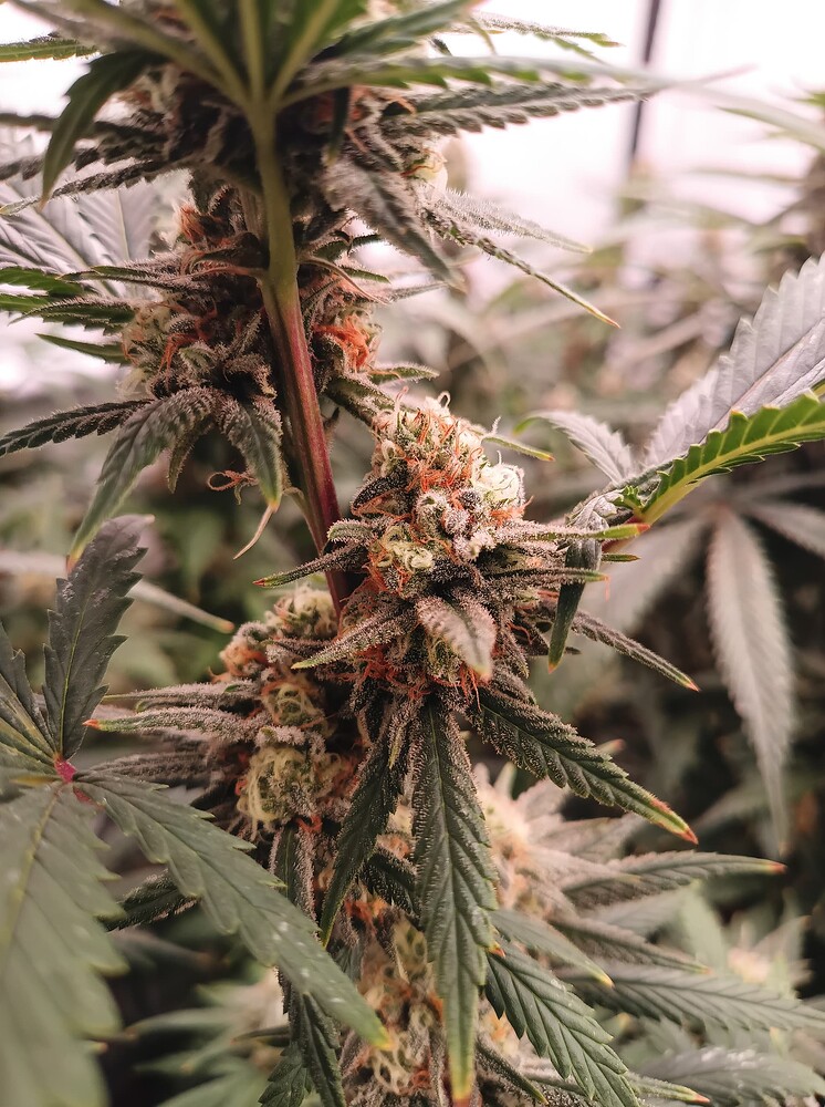 Growreport Bild 5