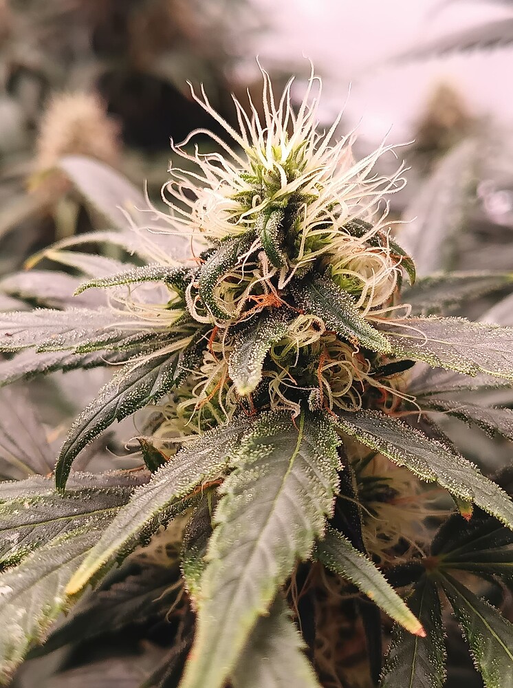 Growreport Bild 18