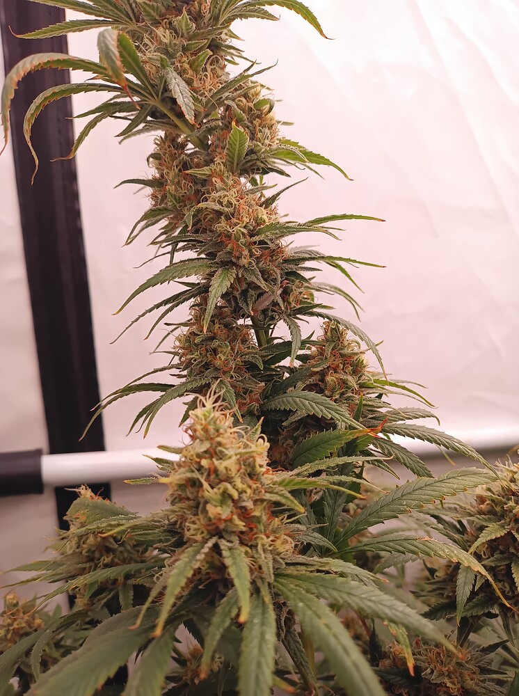 Growreport Bild 27