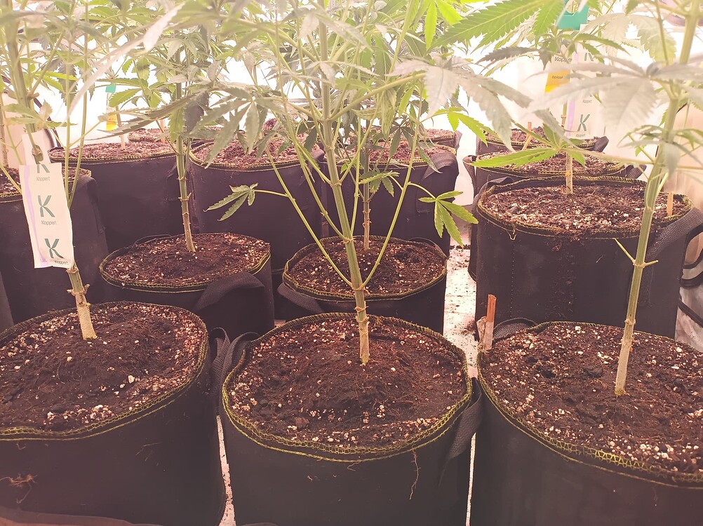 Growreport Bild 6