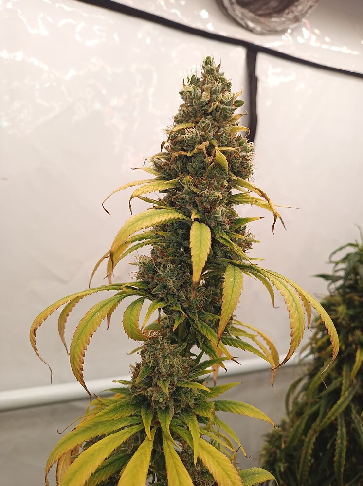 Growreport Bild 6