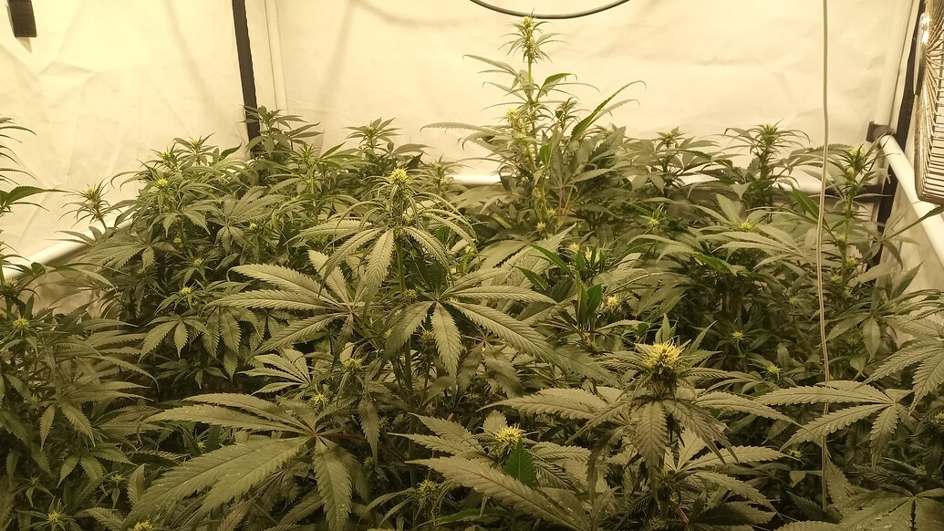 Growreport Bild 3