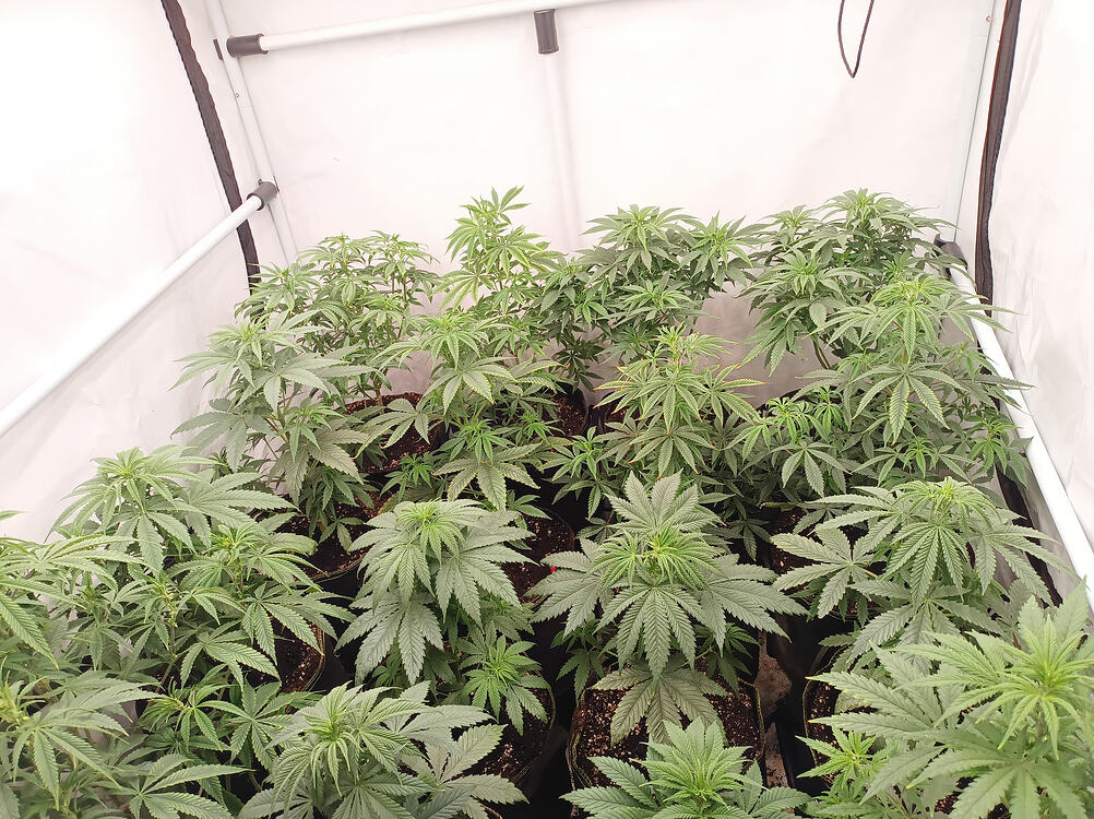 Growreport Bild 20