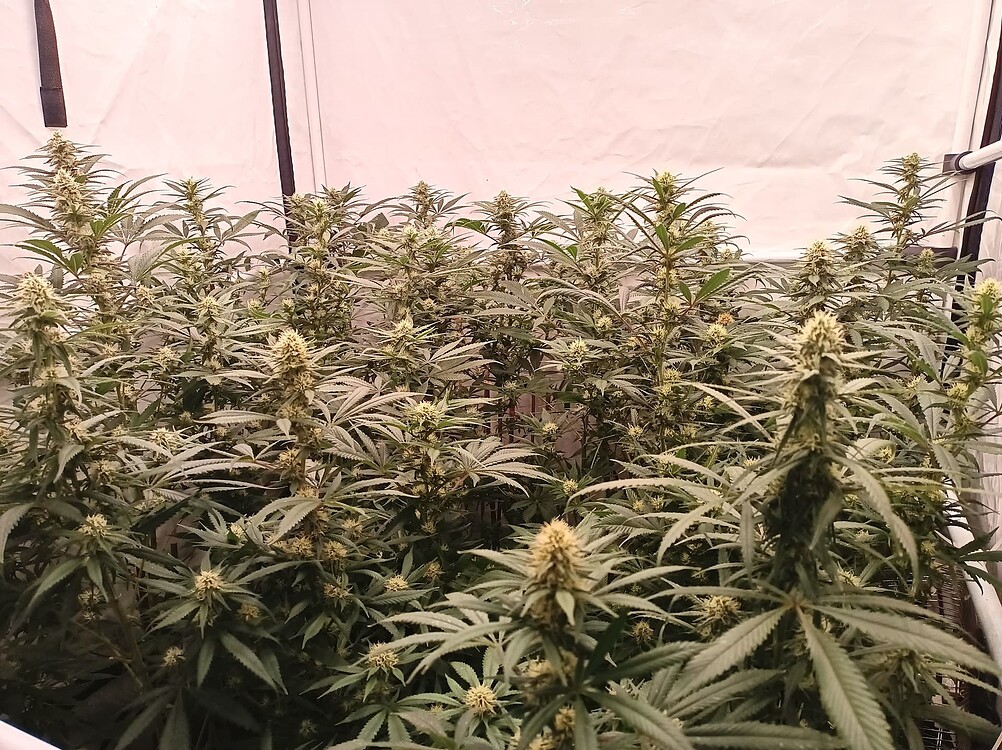 Growreport Bild 62