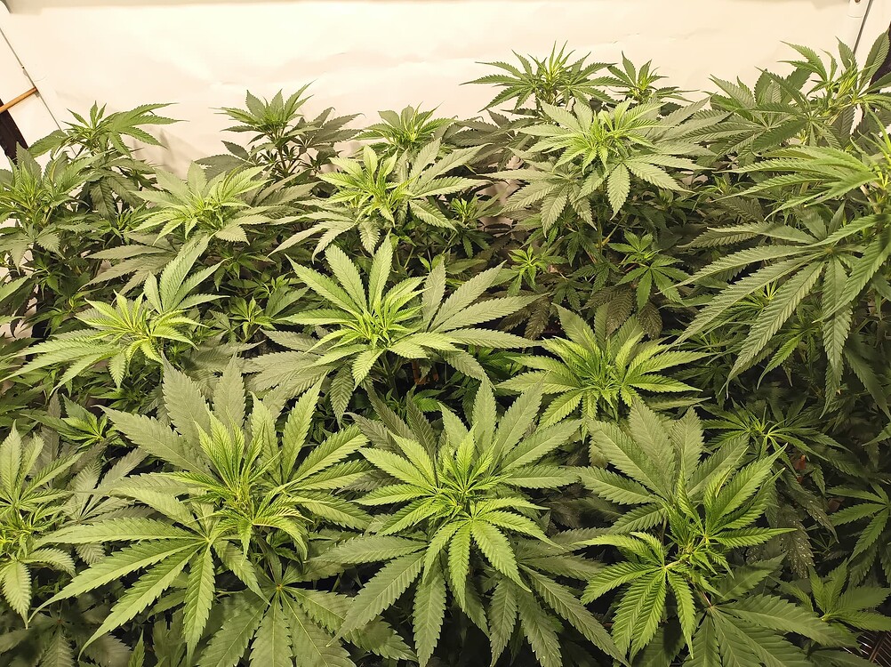 Growreport Bild 9