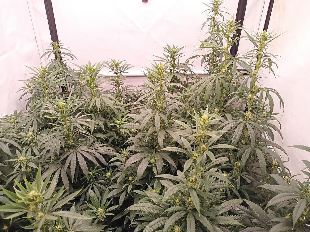 Growreport Bild 7