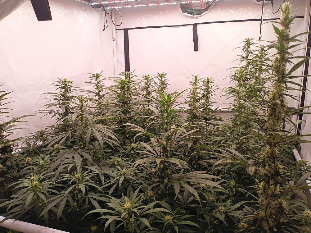 Growreport Bild 11
