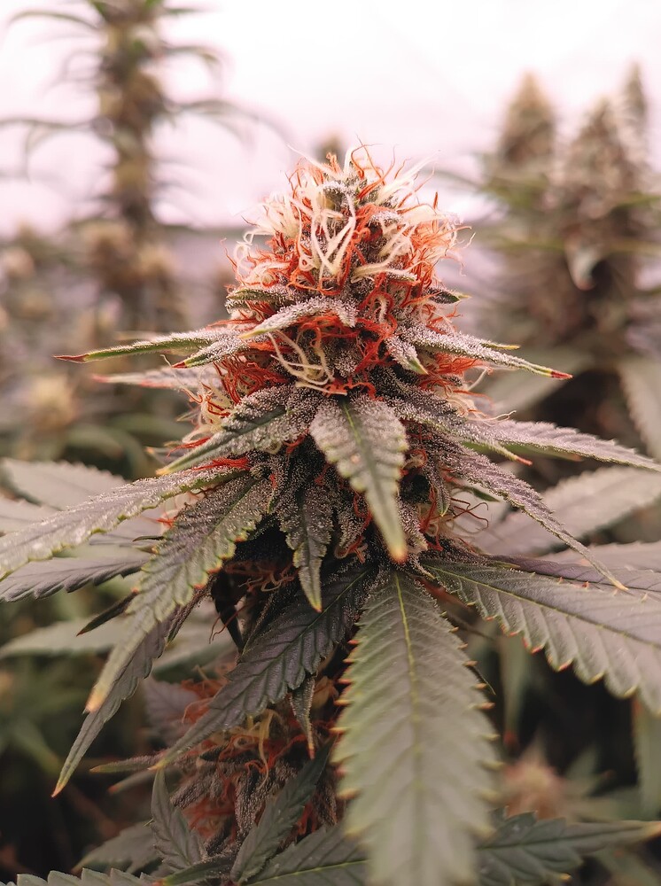 Growreport Bild 48