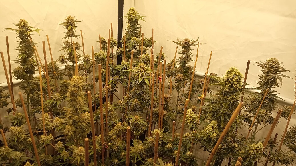Growreport Bild 41