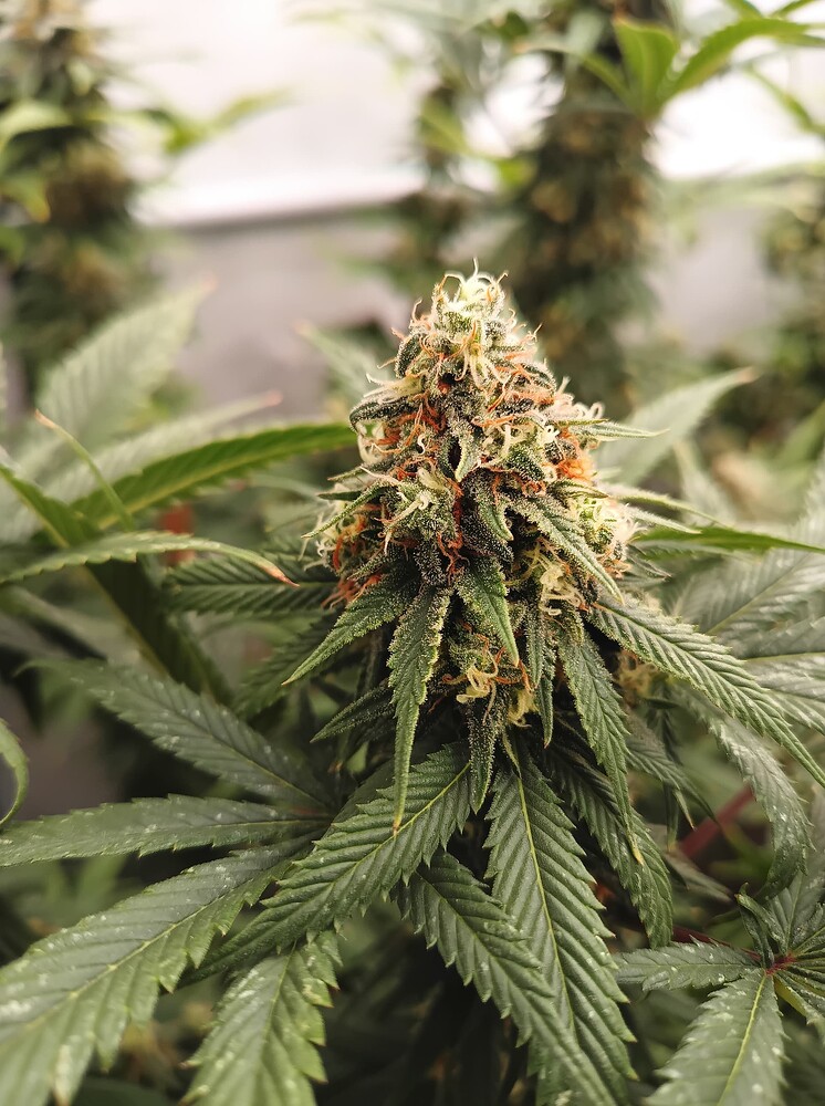 Growreport Bild 70