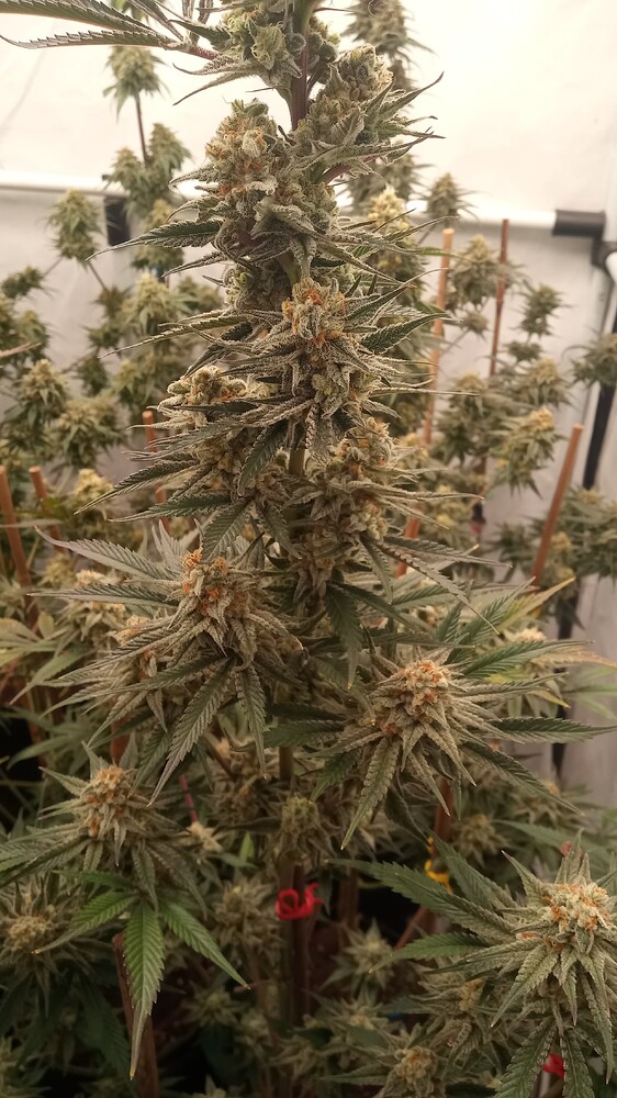 Growreport Bild 44