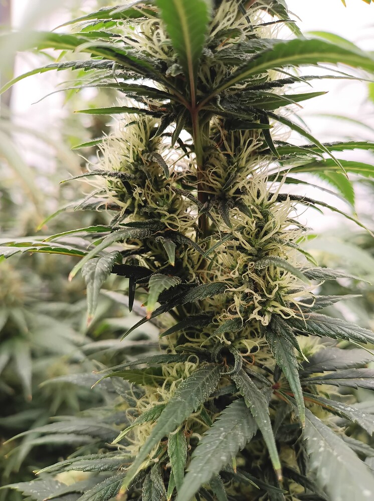 Growreport Bild 39