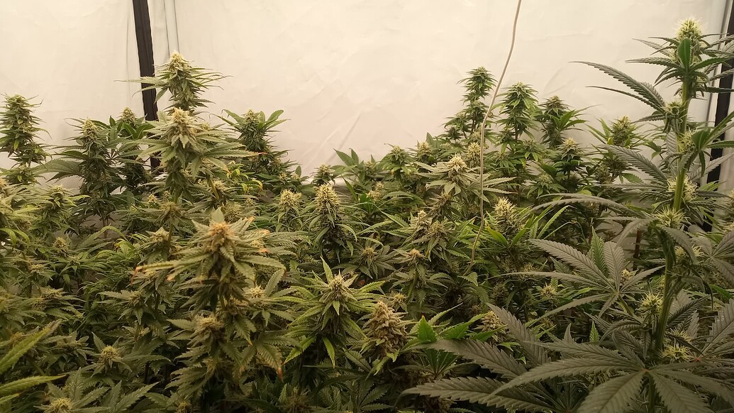 Growreport Bild 9