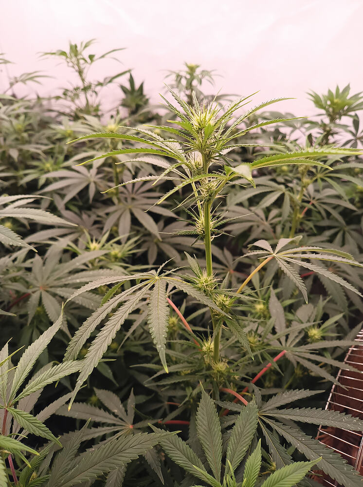 Growreport Bild 11
