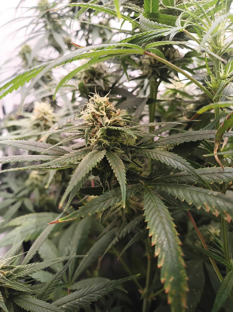Growreport Bild 12