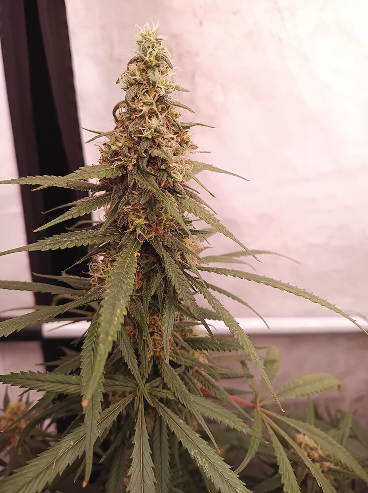 Growreport Bild 32