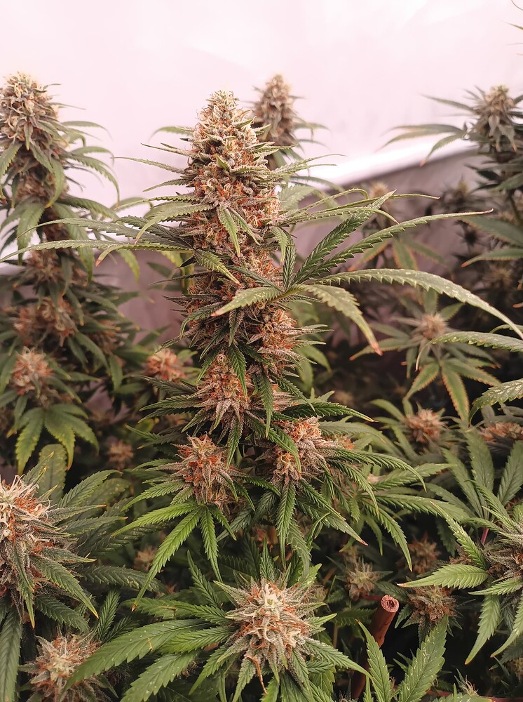Growreport Bild 27