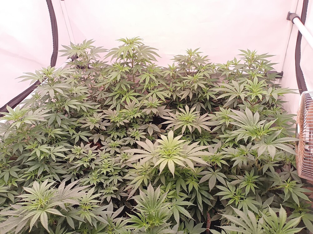 Growreport Bild 2