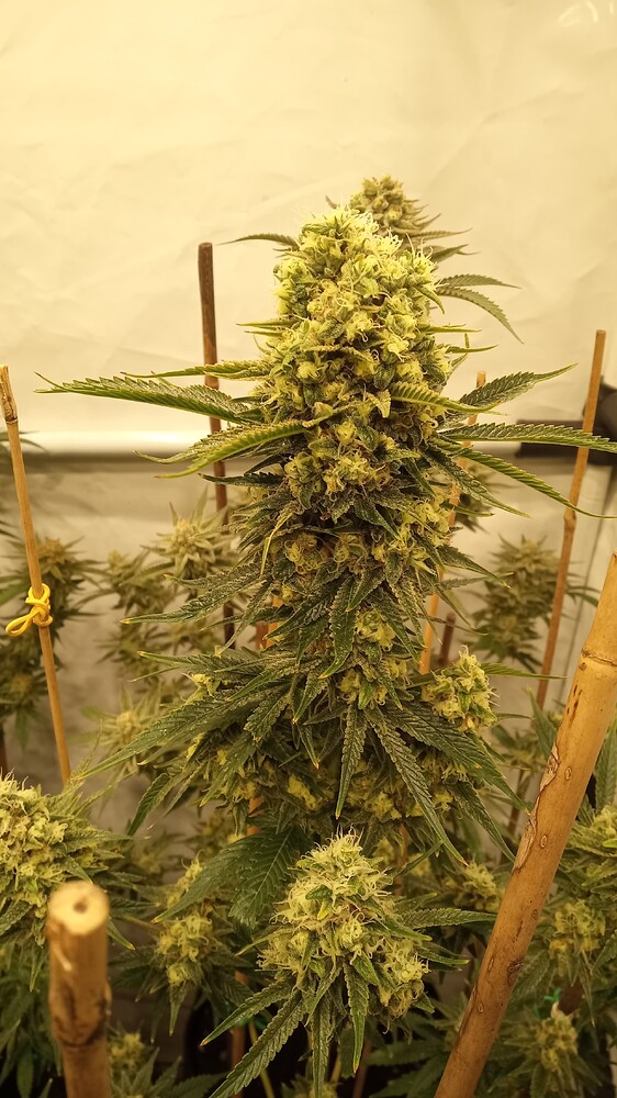 Growreport Bild 31