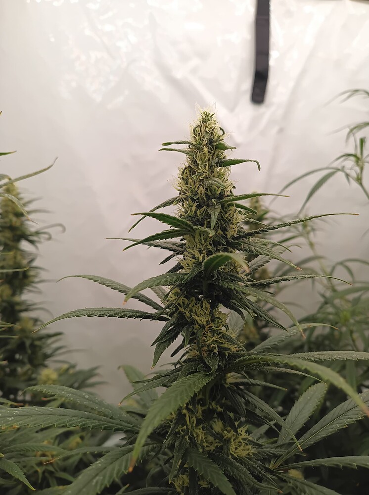 Growreport Bild 14