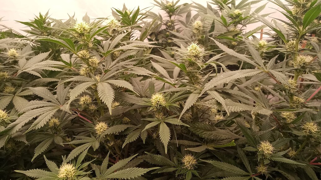 Growreport Bild 3