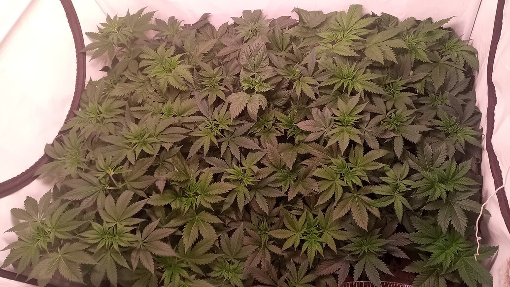 Growreport Bild 15