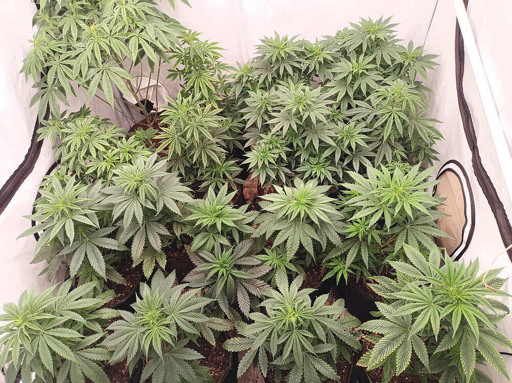 Growreport Bild 14
