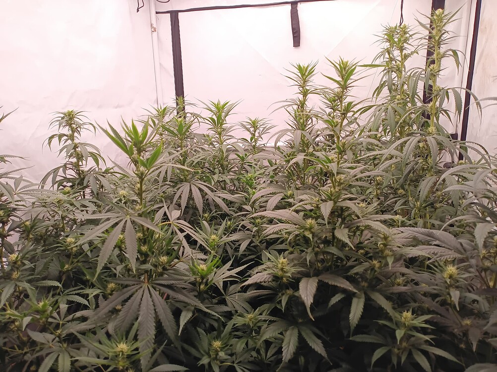 Growreport Bild 10