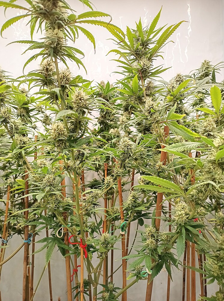 Growreport Bild 16