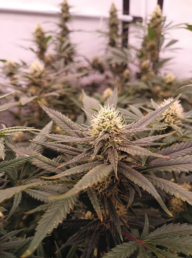 Growreport Bild 5
