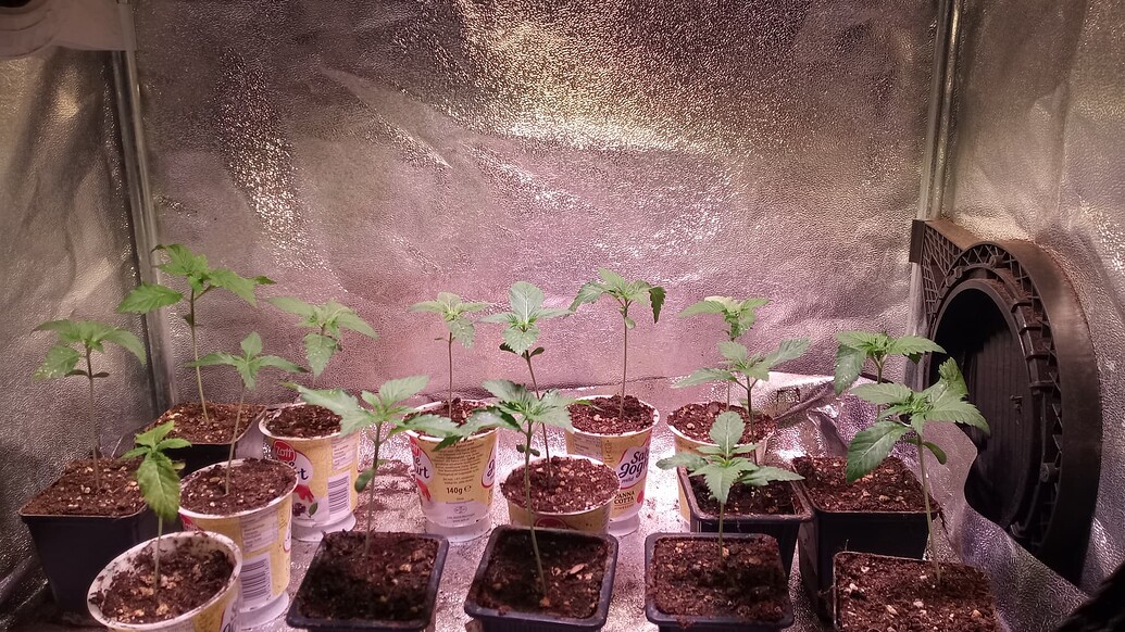 Growreport Bild 7
