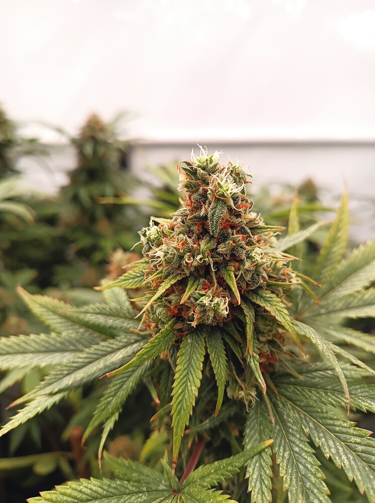 Growreport Bild 11