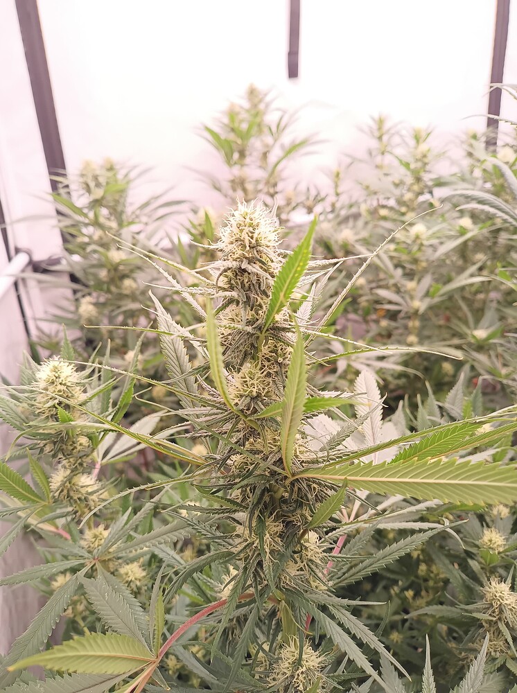 Growreport Bild 51