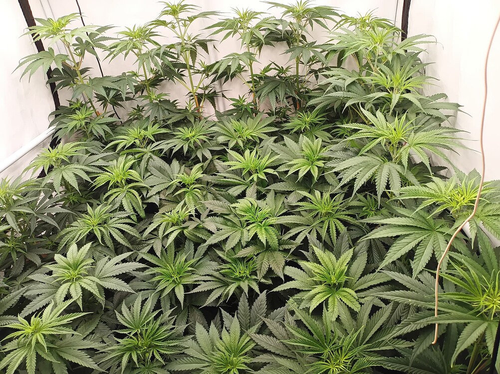 Growreport Bild 7